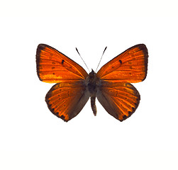 Image showing Colias