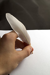 Image showing Feather  and paper