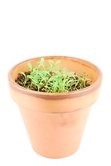 Image showing Young parsley plant on a terra cotta pot (white background)