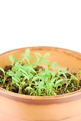 Image showing Young parsley plant on a terra cotta pot (white background)