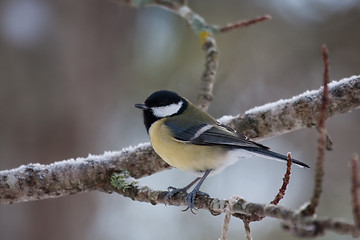 Image showing Great tit