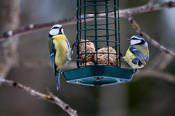 Image showing blue tits