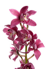 Image showing Pink orchid