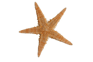 Image showing Sea star