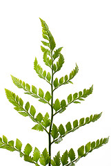 Image showing Fern leaf 