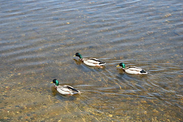 Image showing Mallards Swimming on Loch Lomond