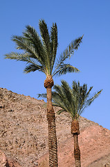 Image showing Palms on the Wind