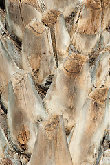 Image showing Palm trunk