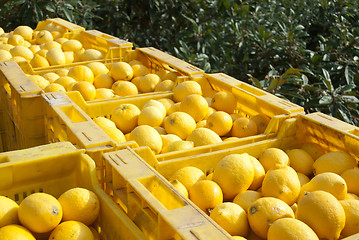 Image showing Lemon harvest