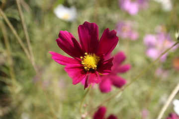 Image showing Dark red Cosmos