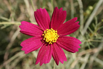 Image showing Dark red Cosmos