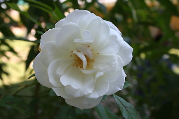 Image showing White Rose