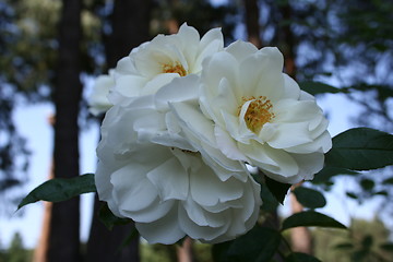 Image showing White Roses