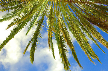 Image showing Palm Tree Leaves