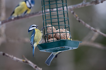 Image showing Blue tits