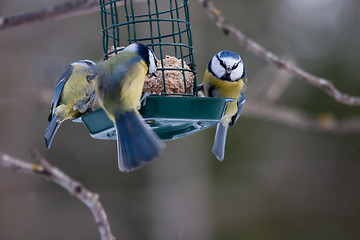 Image showing Blue tits