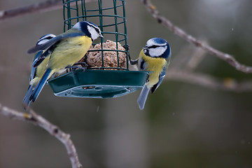 Image showing Blue tits