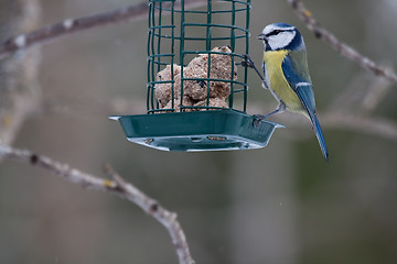 Image showing Blue tit