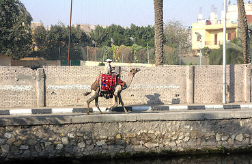 Image showing Bedouin on camel in Cairo