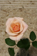 Image showing Rose