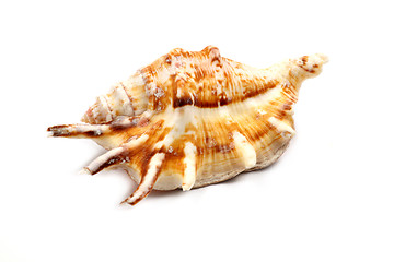 Image showing Stripedc Sea Shell