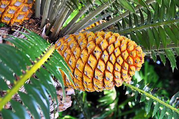 Image showing Cycad cone, Encephalartos Transvenosus 