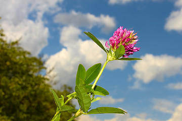 Image showing Clover flower 