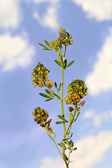 Image showing Wild alfalfa 