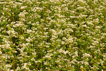 Image showing Flowering buckwheat field