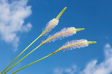 Image showing Field flowers against the blue sky with clouds. Hoary Plantain