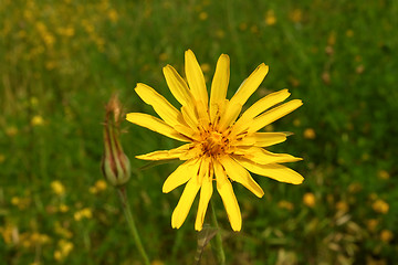 Image showing Yellow summer wild flower