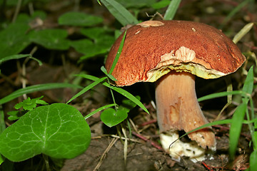 Image showing Mushroom Boletus in their natural environment