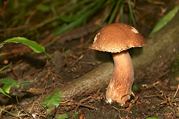 Image showing Mushroom Boletus in their natural environment (II)