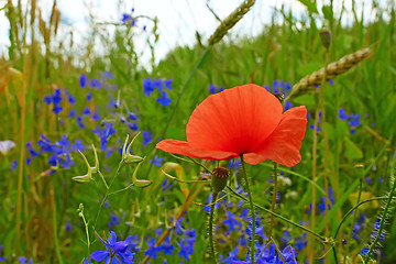 Image showing Red poppy blooming in the field