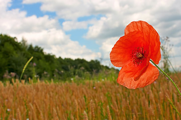 Image showing Red poppy 