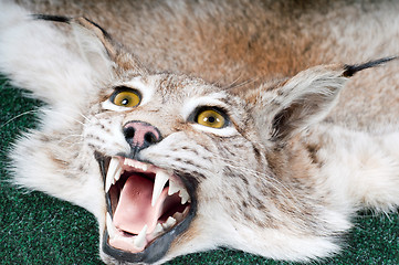 Image showing Stuffed lynx