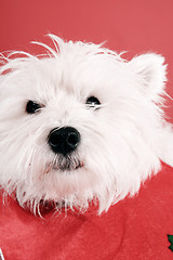 Image showing White puppy