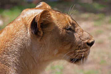 Image showing Lion (Panthera leo)