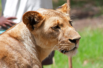 Image showing Lion (Panthera leo)