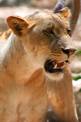 Image showing Lion (Panthera leo)