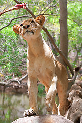 Image showing Lion (Panthera leo)