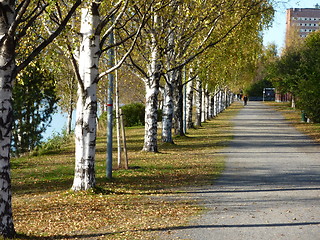 Image showing Birch Avenue