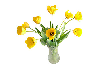 Image showing Yellow Tulips Isolated