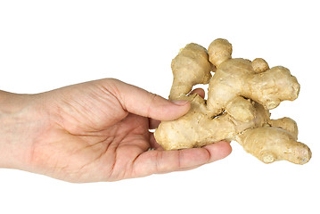 Image showing Hand hold ginger root