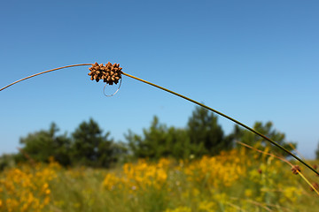 Image showing Sloping twig herbaceous plant