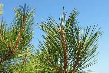 Image showing The young shoots of pine