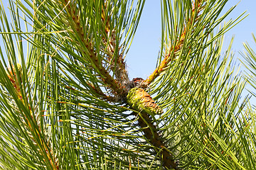 Image showing The young shoots of pine trees 