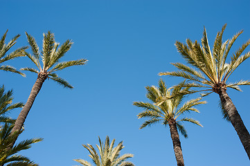 Image showing Palm tree tops