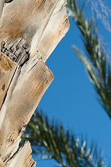 Image showing Palm trunk