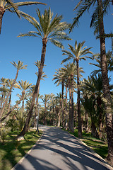 Image showing Palm tree tops
